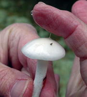 Hygrophorus eburneus, fresh young specimen with a viscid cap surface.